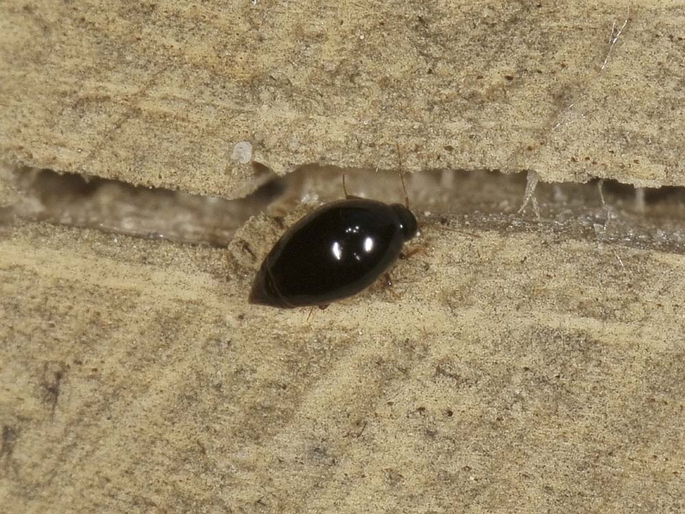 Scaphisoma agaricinum?
